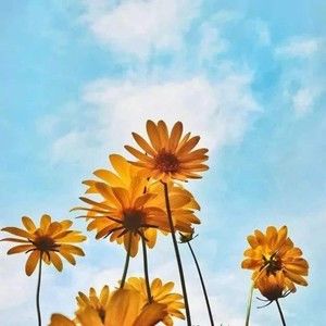 Meet your Posher, Gianhuchuatung